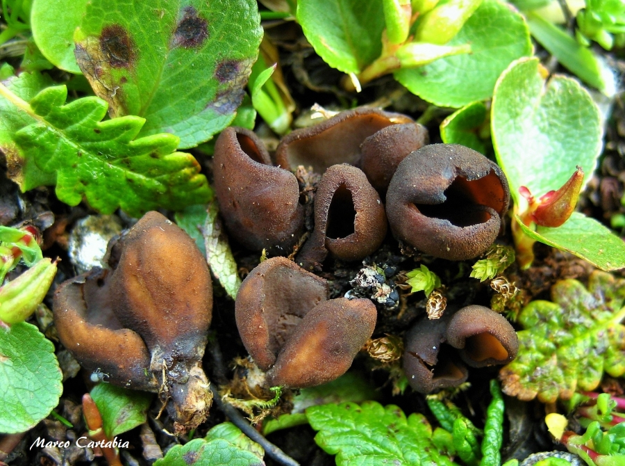 Scoperta all’Alpe Devero una specie di fungo sconosciuta